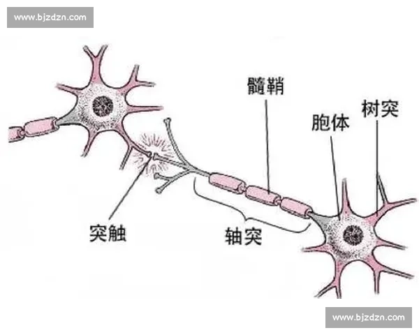 提升大脑反应速度的科学方法与日常训练技巧解析